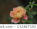 Autumn roses bloom softly 132467102