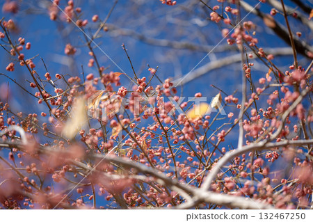 Mayumi紅色水果 Mayumi紅色水果 132467250