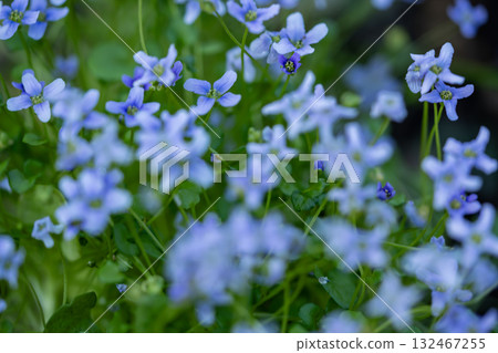 blue flower	 132467255