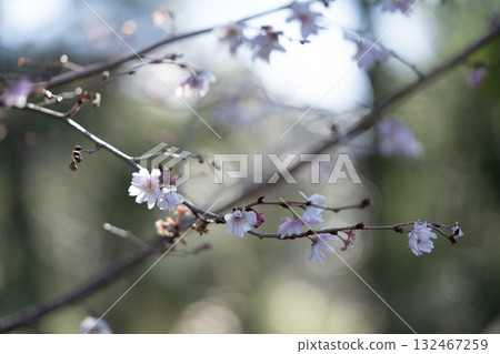 十月櫻花 132467259
