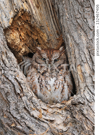 Eastern Screech-Owl sitting in a tree gouge, Canada 132467406