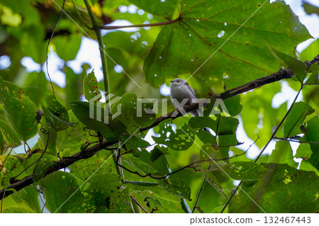 A long-tailed tit perched on a tree A long-tailed tit perched on a tree 132467443
