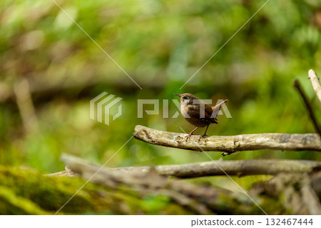 Wren perching on a tree branch 132467444