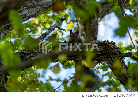 北海道松鼠爬樹 132467447