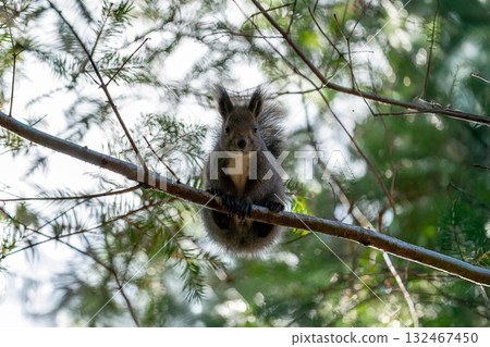 松鼠爬上樹枝 松鼠爬上樹枝 132467450