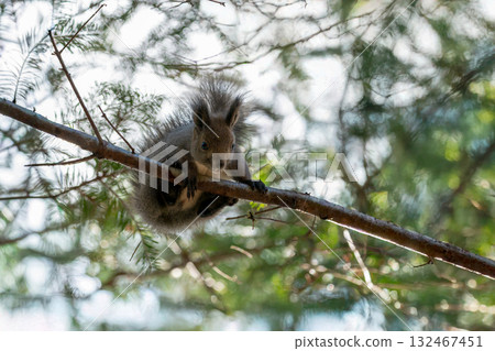 A Hokkaido squirrel climbing a tree branch A Hokkaido squirrel climbing a tree branch 132467451