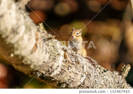 一隻北海道花栗鼠，頰囊鼓起，站在樹上 132467483
