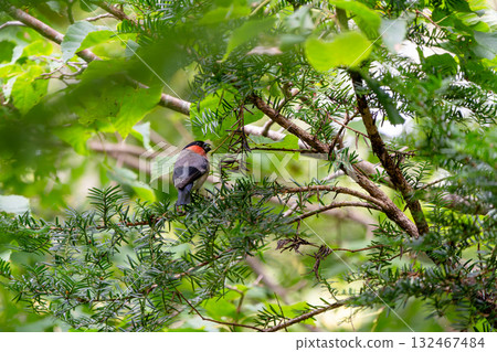 Male bullfinch eating pine nuts 132467484