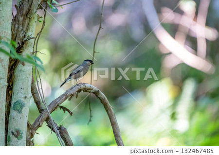 Female Bullfinch perched on a branch 132467485