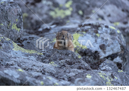 Pika standing on a rock 132467487