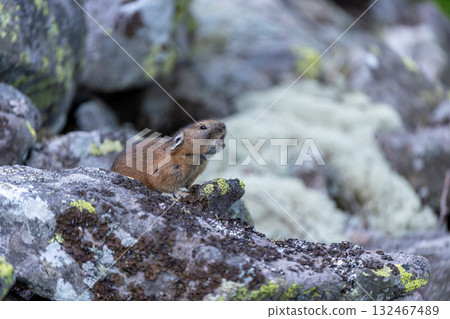 A pika barking on a rock 132467489