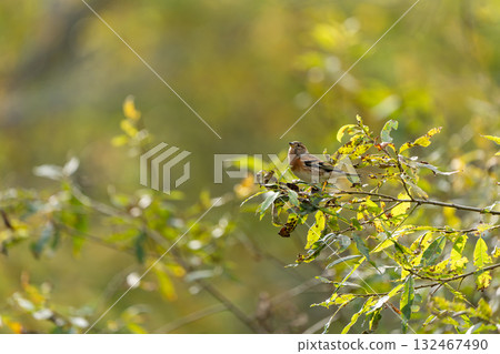 A finch perched on a branch of autumn leaves 132467490