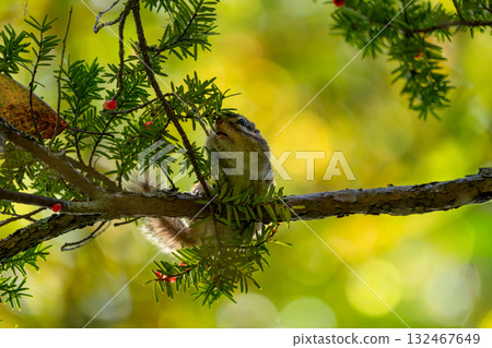 吃紅松子的蝦夷花栗鼠 132467649