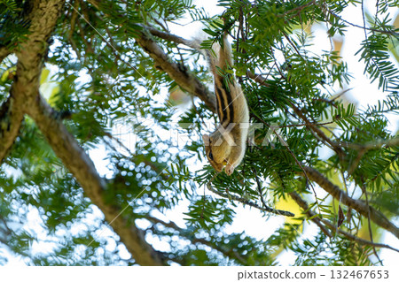一隻北海道花栗鼠掛在樹上吃松子 一隻北海道花栗鼠掛在樹上吃松子 132467653