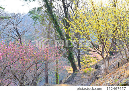 花桃村、早泉水壩、散步道眺望、東秩父村 花桃村、早泉水壩、散步道眺望、東秩父村 132467657