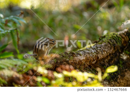 北海道花栗鼠棲息在一棵倒下的樹上 132467666