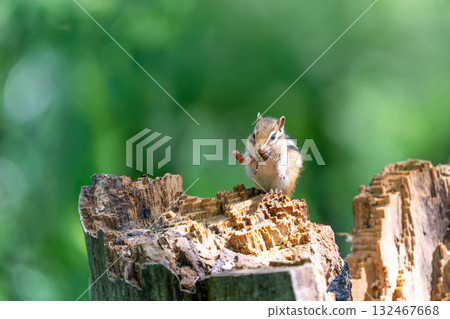 一隻北海道花栗鼠正在樹樁上吃昆蟲 132467668
