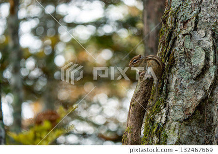 棲息在樹上的北海道花栗鼠 棲息在樹上的北海道花栗鼠 132467669