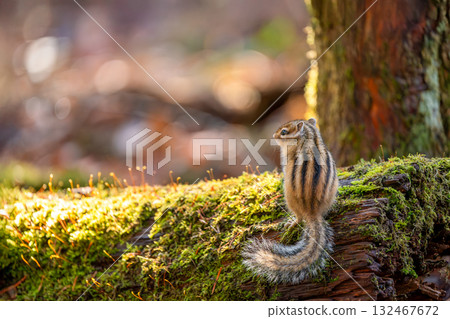 站在倒下的樹上的蝦夷花栗鼠 站在倒下的樹上的蝦夷花栗鼠 132467672