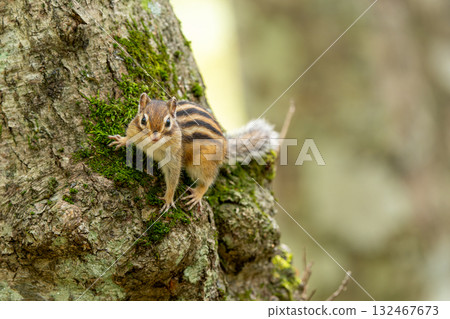 Ezo 花栗鼠棲息在樹上 132467673