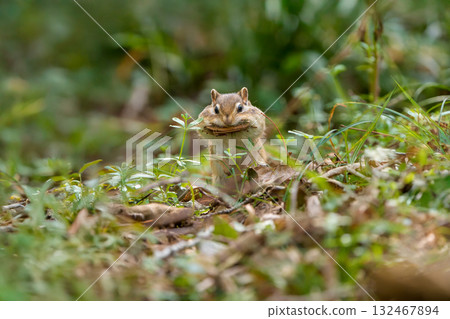 A Hokkaido chipmunk building a nest with dead leaves in its mouth 132467894