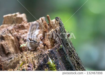 A Hokkaido chipmunk finds an insect on a stump A Hokkaido chipmunk finds an insect on a stump 132467898