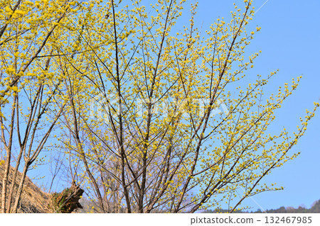 東秩父村花桃村的早春陽光下盛開的木瓜樹 132467985