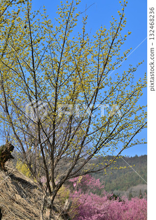Full-bloomed Chinese quince trees in the early spring sunshine in the village of Hanamomo in Higashichichibu Village Full-bloomed Chinese quince trees in the early spring sunshine in the village of Hanamomo in Higashichichibu Village 132468236