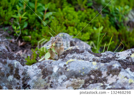 A pika holds leaves in its mouth and stores food A pika holds leaves in its mouth and stores food 132468298