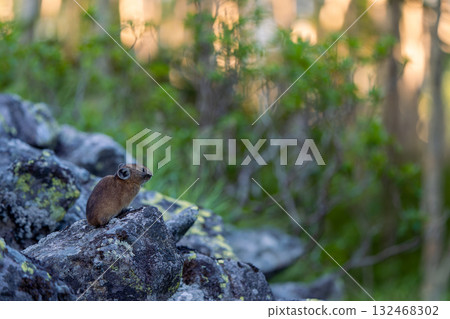 A pika basking in the morning sun on a rock 132468302