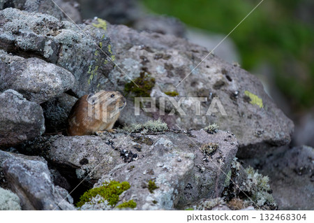 A Hokkaido pika emerges from between the rocks 132468304