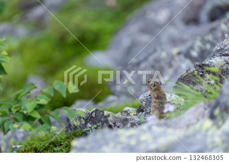 Pika sitting on a rock 132468305