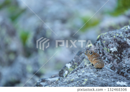 Pika sitting on a rock 132468306