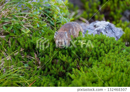 Pika searching for food 132468307