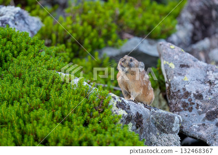 Ezo pika sitting on a rock 132468367