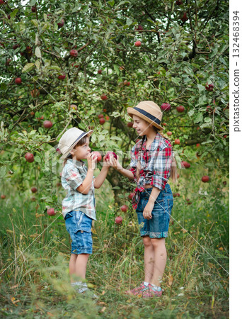 Cheerful boy girl standing apple orchard red apples hands, children dressed checkered shirts, hats. Family picnic, snacks, vitamins, organic fruits. 132468394