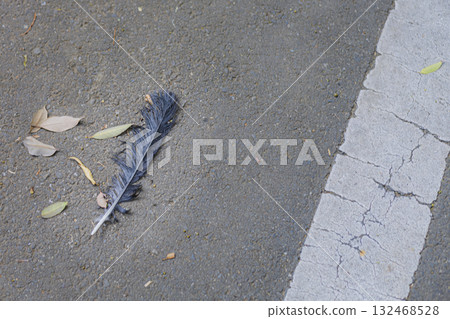Crow feathers fallen on the road 132468528