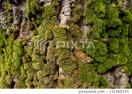 苔蘚覆蓋的樹皮 a-1 132468545