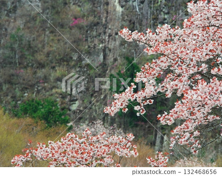 奈良縣曾爾村的春天：屏風岩櫻花盛開 132468656