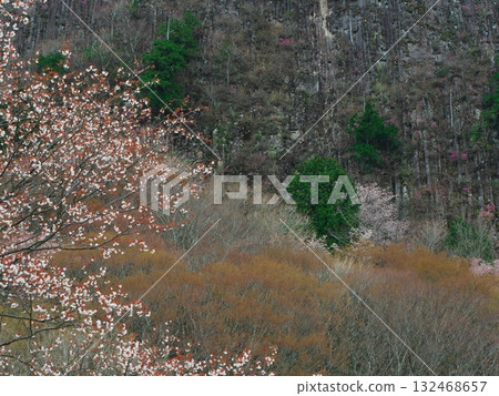 Spring in Soni Village, Nara Prefecture: Cherry blossoms in full bloom at Byobuiwa Rock 132468657