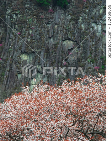 Spring in Soni Village, Nara Prefecture: Cherry blossoms in full bloom at Byobuiwa Rock Spring in Soni Village, Nara Prefecture: Cherry blossoms in full bloom at Byobuiwa Rock 132468659