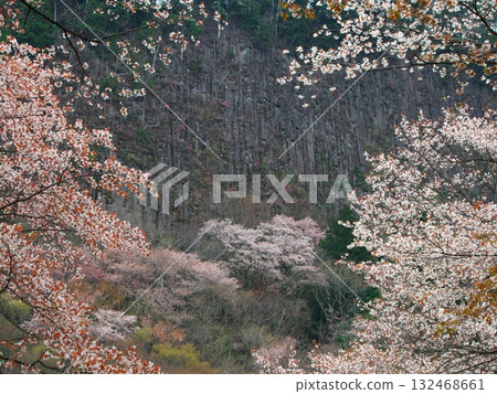 Spring in Soni Village, Nara Prefecture: Cherry blossoms in full bloom at Byobuiwa Rock Spring in Soni Village, Nara Prefecture: Cherry blossoms in full bloom at Byobuiwa Rock 132468661