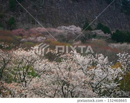 Spring in Soni Village, Nara Prefecture: Cherry blossoms in full bloom at Byobuiwa Rock 132468665