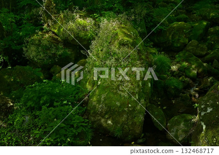 Saxifrage flowers blooming on rocks in a mountain stream 132468717
