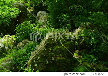 山間溪流岩石上盛開的虎耳草花 山間溪流岩石上盛開的虎耳草花 132468723