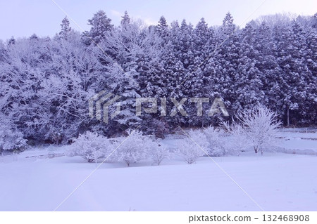 白雪覆蓋的樹木 白雪覆蓋的樹木 132468908