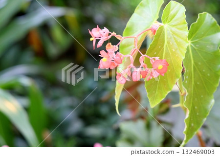Cute begonia flower Cute begonia flower 132469003