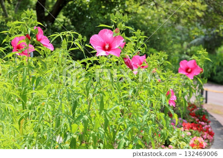大鐵塔木花 大鐵塔木花 132469006