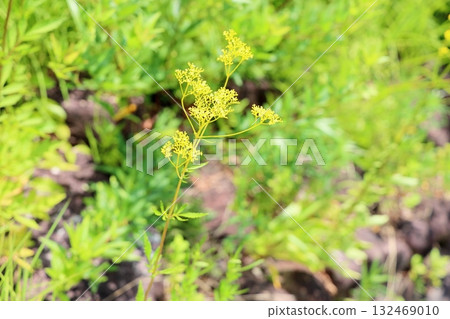 Seven herbs of autumn, flowers of Ominaeshi 132469010