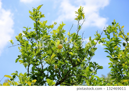 清爽的檸檬水果 清爽的檸檬水果 132469011